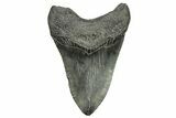 Fossil Megalodon Tooth - South Carolina River Meg #264543-2